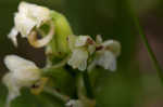 Small green wood orchid